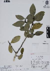 Ilex discolor var. tolucana image