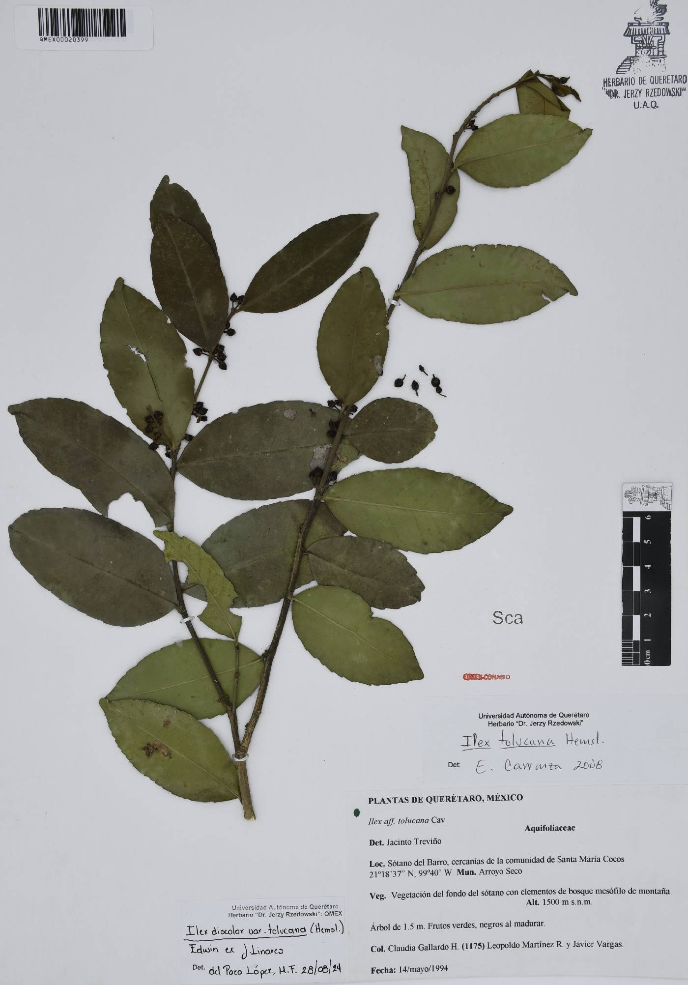 Ilex discolor var. tolucana image