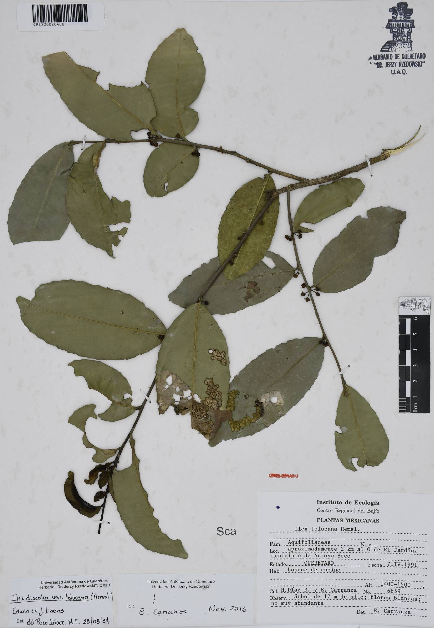 Ilex discolor var. tolucana image