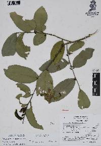 Ilex discolor var. tolucana image