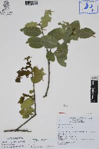 Ilex discolor image