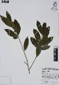 Ilex rubra image