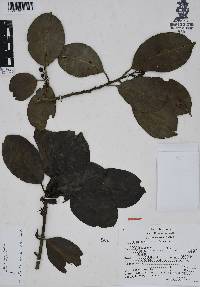 Ilex servinii image