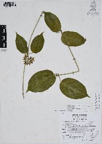 Marsdenia pringlei image