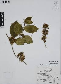 Marsdenia pringlei image
