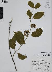 Marsdenia pringlei image