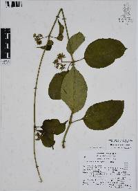 Marsdenia pringlei image