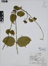 Marsdenia pringlei image