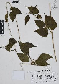 Ruehssia zimapanica image