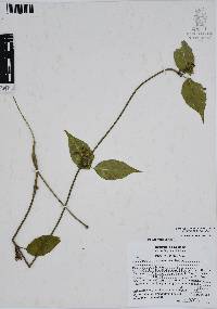 Ruehssia zimapanica image