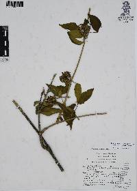 Ruehssia zimapanica image