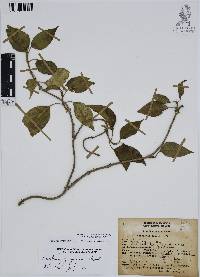 Ruehssia zimapanica image