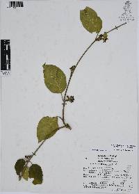 Ruehssia zimapanica image
