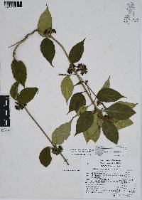 Ruehssia zimapanica image