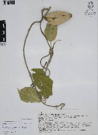 Ruehssia zimapanica image