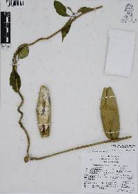 Ruehssia zimapanica image