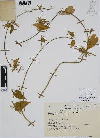 Matelea petiolaris image