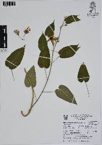 Matelea quercetorum image