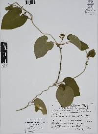 Matelea reticulata image