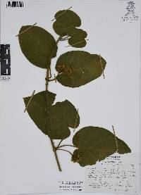 Matelea velutina image