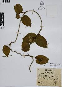 Matelea velutina image