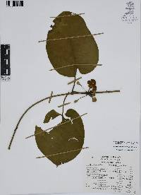Matelea velutina image