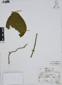 Matelea velutina image