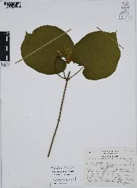 Matelea velutina image
