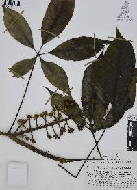 Oreopanax xalapensis image