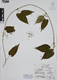 Oxypetalum cordifolium image