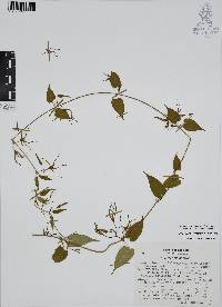Oxypetalum cordifolium image