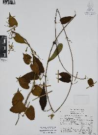 Oxypetalum cordifolium image