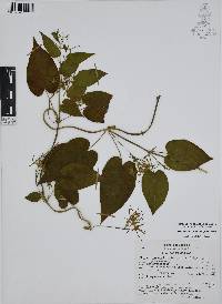 Oxypetalum cordifolium image