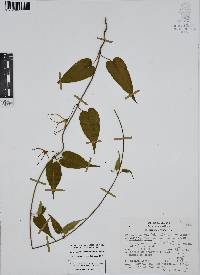 Oxypetalum cordifolium image