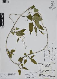 Polystemma viridiflora image