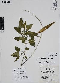 Polystemma viridiflora image