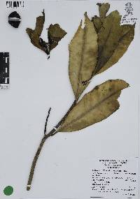 Thevetia ahouai image