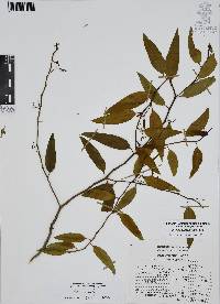 Vallesia glabra image