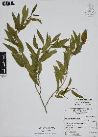 Vallesia glabra image