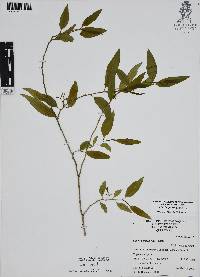 Vallesia glabra image