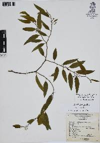 Vallesia glabra image