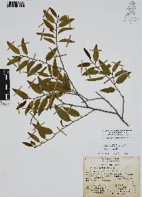 Vallesia glabra image