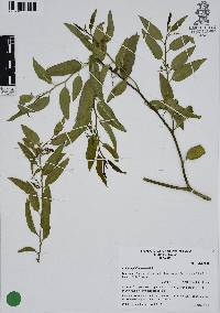 Vallesia glabra image