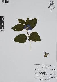 Vinca major image