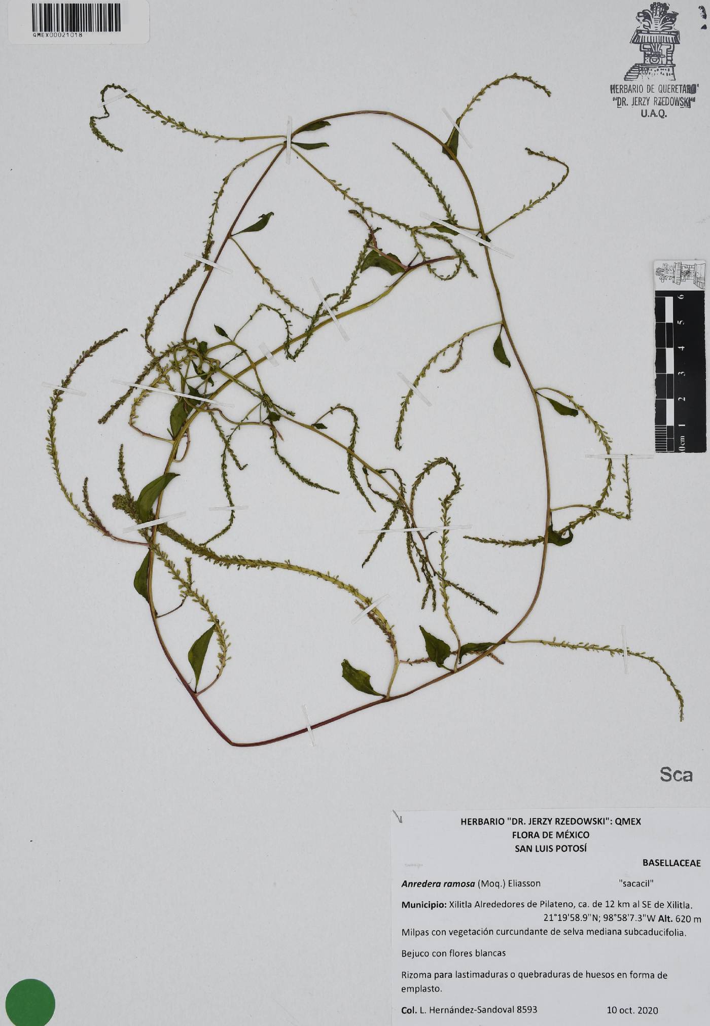 Anredera ramosa image