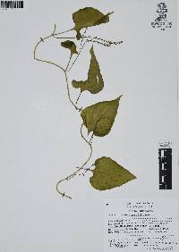 Anredera ramosa image