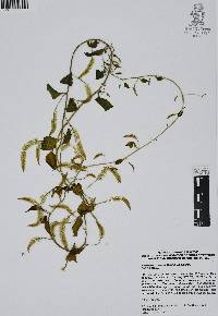 Anredera vesicaria image