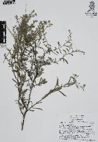 Antiphytum heliotropioides image