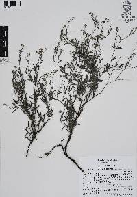 Antiphytum heliotropioides image