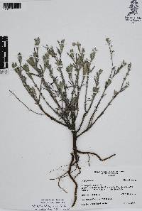 Antiphytum heliotropioides image